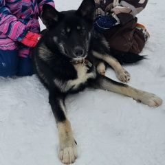 Подробнее об объявлении «Быково (Московская обл.) Найдена собака кобель, 8-10 мес» Фото: найдена собака Немецкая овчарка «Быково (Московская обл.) Найдена собака кобель,...» в г. Быково (Московская обл.)