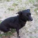 Подробнее об объявлении «Челябинск Найдена собака девочка, с поводком» Фото: найдена собака  «Челябинск Найдена собака девочка, с поводком» в г. Челябинск