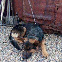 Подробнее об объявлении «Чита Найдена собака» Фото: найдена собака Немецкая овчарка «Чита Найдена собака» в г. Чита