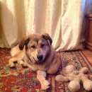 Подробнее об объявлении «Найдена собака кобель в гончаровском парке, свао Москва» Фото: найдена собака  «Найдена собака кобель в гончаровском парке,...» в г. Москва