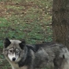 Подробнее об объявлении «Краснодар Найдена собака хаски» Фото: найдена собака  «Краснодар Найдена собака хаски» в г. Краснодар