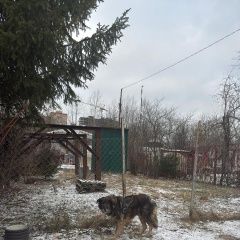Подробнее об объявлении «Подольск Найдена собака кобель в г» Фото: найдена собака  «Подольск Найдена собака кобель в г» в г. Подольск