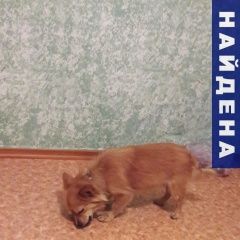 Подробнее об объявлении «Новосибирск Найдена собака маленький рыжий кобель» Фото: найдена собака  «Новосибирск Найдена собака маленький рыжий кобель» в г. Новосибирск
