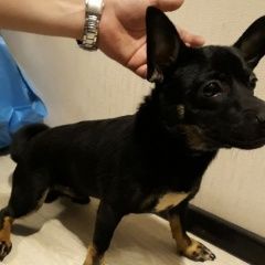 Подробнее об объявлении «Купавна Найдена собака кобель метис» Фото: найдена собака  «Купавна Найдена собака кобель метис» в г. Купавна