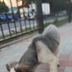 Подробнее об объявлении «Геленджик Найдена собака кобель со шлейкой» Фото: найдена собака  «Геленджик Найдена собака кобель со шлейкой» в г. Геленджик