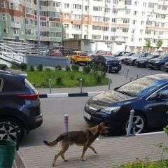 Подробнее об объявлении «Найдена собака кобель autotitle Реутов» Фото: найдена собака  «Найдена собака кобель autotitle Реутов» в г. Реутов