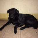 Подробнее об объявлении «Воронеж Найдена собака кобель» Фото: найдена собака  «Воронеж Найдена собака кобель» в г. Воронеж