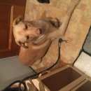 Подробнее об объявлении «Найдена собака кобель Нижний Новгород» Фото: найдена собака  «Найдена собака кобель Нижний Новгород» в г. Нижний Новгород