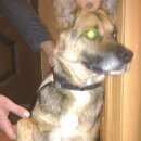 Подробнее об объявлении «Березовский (Свердловская обл.) Найдена собака» Фото: найдена собака  «Березовский (Свердловская обл.) Найдена собака» в г. Березовский (Свердловская обл.)