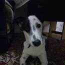 Подробнее об объявлении «Белгород Найдена собака» Фото: найдена собака  «Белгород Найдена собака» в г. Белгород