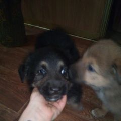 Подробнее об объявлении «Белгород Найдена собака щенки в добрые руки» Фото: найдена собака  «Белгород Найдена собака щенки в добрые руки» в г. Белгород