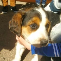 Подробнее об объявлении «Найдена собака кобель Чебоксары» Фото: найдена собака  «Найдена собака кобель Чебоксары» в г. Чебоксары