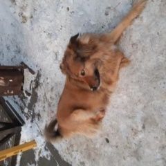 Подробнее об объявлении «Челябинск Найдена собака» Фото: найдена собака  «Челябинск Найдена собака» в г. Челябинск