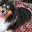 Подробнее об объявлении «Москва Найдена собака кобель шелти» Фото: найдена собака Шелти «Москва Найдена собака кобель шелти» в г. Москва