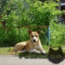 Подробнее об объявлении «Красноярск Найдена собака кобель молодой кобель, явно домашний» Фото: найдена собака Американский стаффордширский терьер «Красноярск Найдена собака кобель молодой...» в г. Красноярск