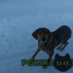 Подробнее об объявлении «Найдена собака Кострома» Фото: найдена собака  «Найдена собака Кострома» в г. Кострома