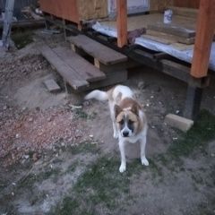 Подробнее об объявлении «Найдена собака кобель Спасск-Рязанский» Фото: найдена собака  «Найдена собака кобель Спасск-Рязанский» в г. Спасск-Рязанский