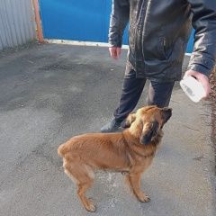 Подробнее об объявлении «Покровское Ростовская обл. Найдена собака» Фото: найдена собака  «Покровское Ростовская обл. Найдена собака» в г. Покровское Ростовская обл.