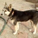 Подробнее об объявлении «Найдена собака сука Улан-Удэ» Фото: найдена собака  «Найдена собака сука Улан-Удэ» в г. Улан-Удэ