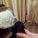 Подробнее об объявлении «Иркутск Найдена собака кобель» Фото: найдена собака  «Иркутск Найдена собака кобель» в г. Иркутск