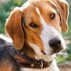 Подробнее об объявлении «Найдена собака гончая со щенком. Медынь» Фото: найдена собака Гончая «Найдена собака гончая со щенком. Медынь» в г. Медынь