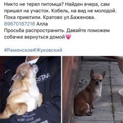 Подробнее об объявлении «Жуковский Найдена собака кобель малыш чихуахуа или той» Фото: найдена собака Чихуахуа «Жуковский Найдена собака кобель малыш чихуахуа...» в г. Жуковский