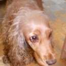 Подробнее об объявлении «Найдена собака Тюмень» Фото: найдена собака Английский кокер-спаниель «Найдена собака Тюмень» в г. Тюмень