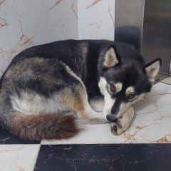 Подробнее об объявлении «Найдена собака Краснодар» Фото: найдена собака  «Найдена собака Краснодар» в г. Краснодар