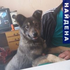 Подробнее об объявлении «Омск Найдена собака кобель ышь» Фото: найдена собака  «Омск Найдена собака кобель ышь» в г. Омск