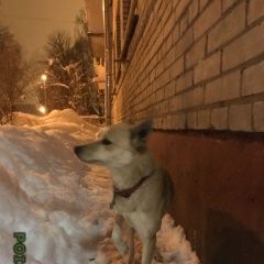 Подробнее об объявлении «Московский Найдена собака» Фото: найдена собака  «Московский Найдена собака» в г. Московский