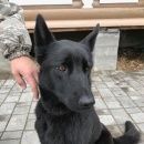 Подробнее об объявлении «Серпухов Найдена собака овчарка черная девочка» Фото: найдена собака Немецкая овчарка «Серпухов Найдена собака овчарка черная девочка» в г. Серпухов