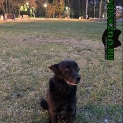 Подробнее об объявлении «Ангарск Найдена собака кобель 182 квартал» Фото: найдена собака  «Ангарск Найдена собака кобель 182 квартал» в г. Ангарск