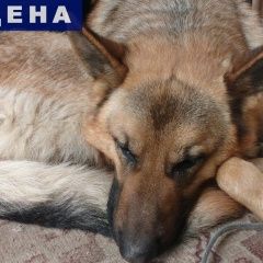 Подробнее об объявлении «Анапа Найдена собака» Фото: найдена собака  «Анапа Найдена собака» в г. Анапа