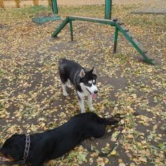 Подробнее об объявлении «Тюмень Найдена собака кобель хаски в тюмени на маяке (парк авиатор)» Фото: найдена собака Сибирская хаски «Тюмень Найдена собака кобель хаски в тюмени на...» в г. Тюмень