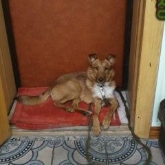 Подробнее об объявлении «Челябинск Найдена собака кобель» Фото: найдена собака  «Челябинск Найдена собака кобель» в г. Челябинск