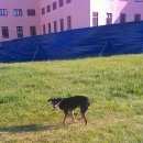 Подробнее об объявлении «Найдена собака кобель собака на территории кремля Нижний Новгород» Фото: найдена собака Русский той-терьер «Найдена собака кобель собака на территории...» в г. Нижний Новгород