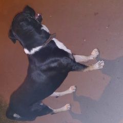 Подробнее об объявлении «Найдена собака кобель метро молодежное Москва» Фото: найдена собака  «Найдена собака кобель метро молодежное Москва» в г. Москва