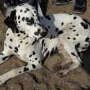 Подробнее об объявлении «Челябинск Найдена собака» Фото: найдена собака  «Челябинск Найдена собака» в г. Челябинск