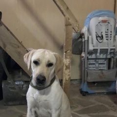 Подробнее об объявлении «Найдена собака московский, валуево, ватутинки, троицк Москва» Фото: найдена собака Лабрадор ретривер «Найдена собака московский, валуево, ватутинки,...» в г. Москва