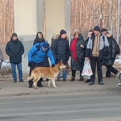 Подробнее об объявлении «Климовск Найдена собака кобель потеряшка» Фото: найдена собака  «Климовск Найдена собака кобель потеряшка» в г. Климовск