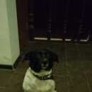 Подробнее об объявлении «Найдена собака Химки» Фото: найдена собака  «Найдена собака Химки» в г. Химки