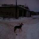 Подробнее об объявлении «Переславль-Залесский Найдена собака» Фото: найдена собака  «Переславль-Залесский Найдена собака» в г. Переславль-Залесский