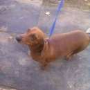 Подробнее об объявлении «Иваново Найдена собака такса» Фото: найдена собака Такса «Иваново Найдена собака такса» в г. Иваново