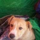 Подробнее об объявлении «Нарофоминск Найдена собака кобель» Фото: найдена собака  «Нарофоминск Найдена собака кобель» в г. Нарофоминск