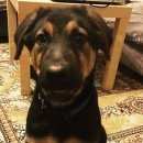 Подробнее об объявлении «Найдена собака кобель красавец метис Химки» Фото: найдена собака  «Найдена собака кобель красавец метис Химки» в г. Химки