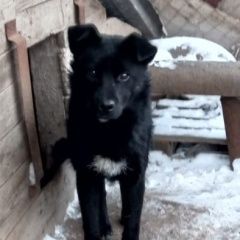Подробнее об объявлении «Найдена собака Новомосковск» Фото: найдена собака  «Найдена собака Новомосковск» в г. Новомосковск