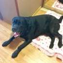 Подробнее об объявлении «Найдена собака кобель Нижний Новгород» Фото: найдена собака Лабрадор ретривер «Найдена собака кобель Нижний Новгород» в г. Нижний Новгород