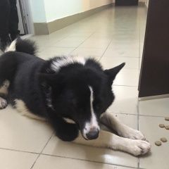 Подробнее об объявлении «Найдена собака лайка Краснодар» Фото: найдена собака  «Найдена собака лайка Краснодар» в г. Краснодар