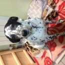 Подробнее об объявлении «Новокузнецк Найдена собака розыск» Фото: найдена собака Японский шпиц «Новокузнецк Найдена собака розыск» в г. Новокузнецк