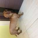 Подробнее об объявлении «Красноярск Найдена собака кобель» Фото: найдена собака Такса «Красноярск Найдена собака кобель» в г. Красноярск